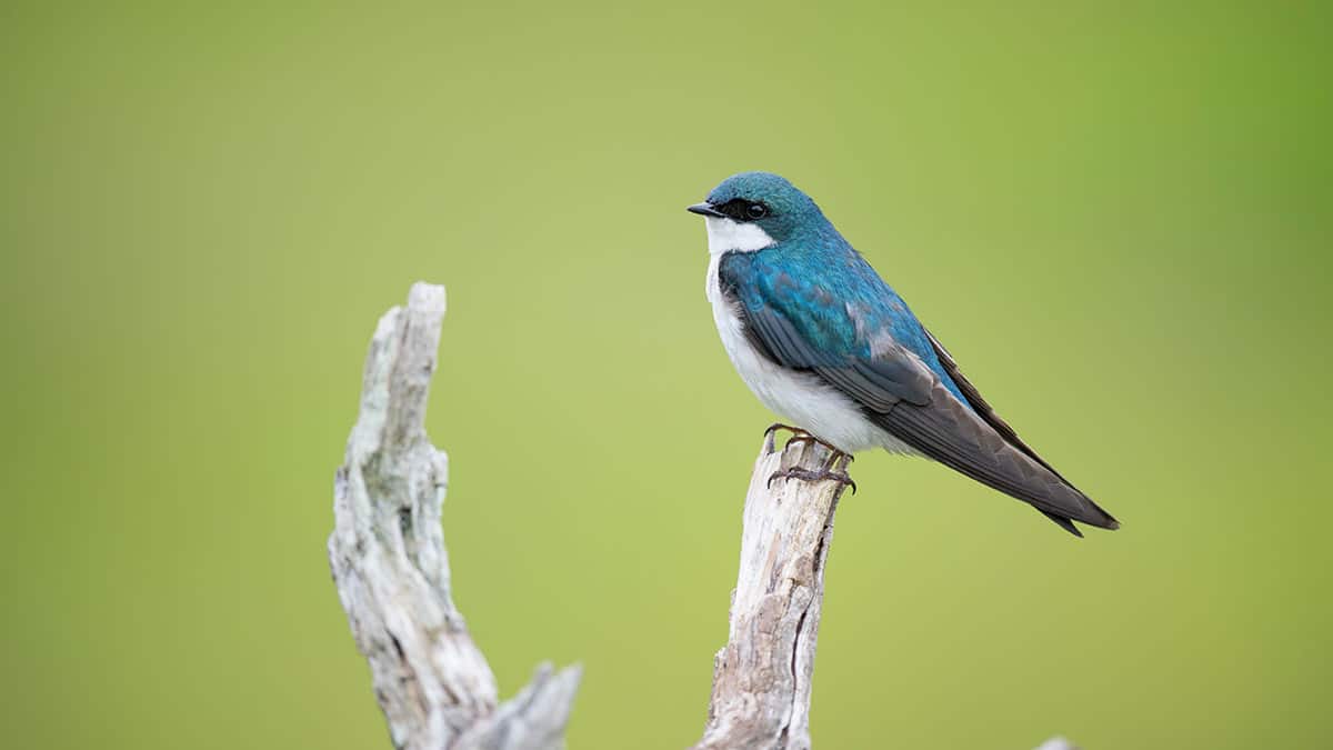 Alternative a X (Twitter)