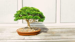 Come rimpicciolire gli URL lunghi