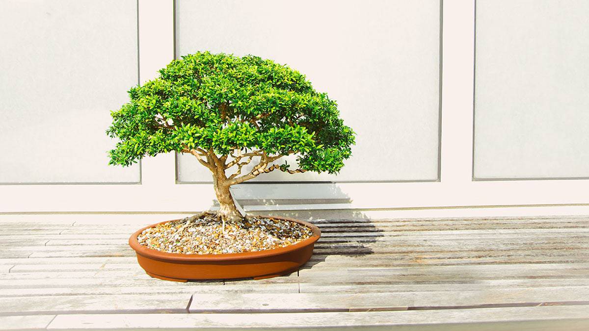 Come rimpicciolire gli URL lunghi