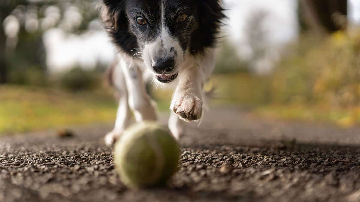 WhatsApp e l’addomesticamento degli utenti