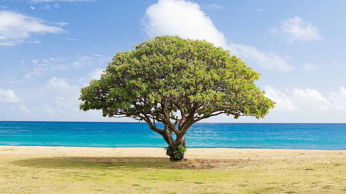 Alternative a Linktree