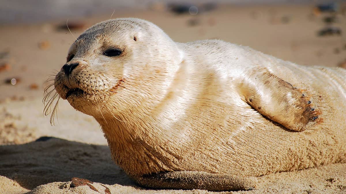 Seal, scarica video da YouTube (e non solo) su Android