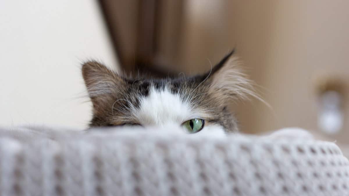 Amarok, nascondi file da occhi indiscreti