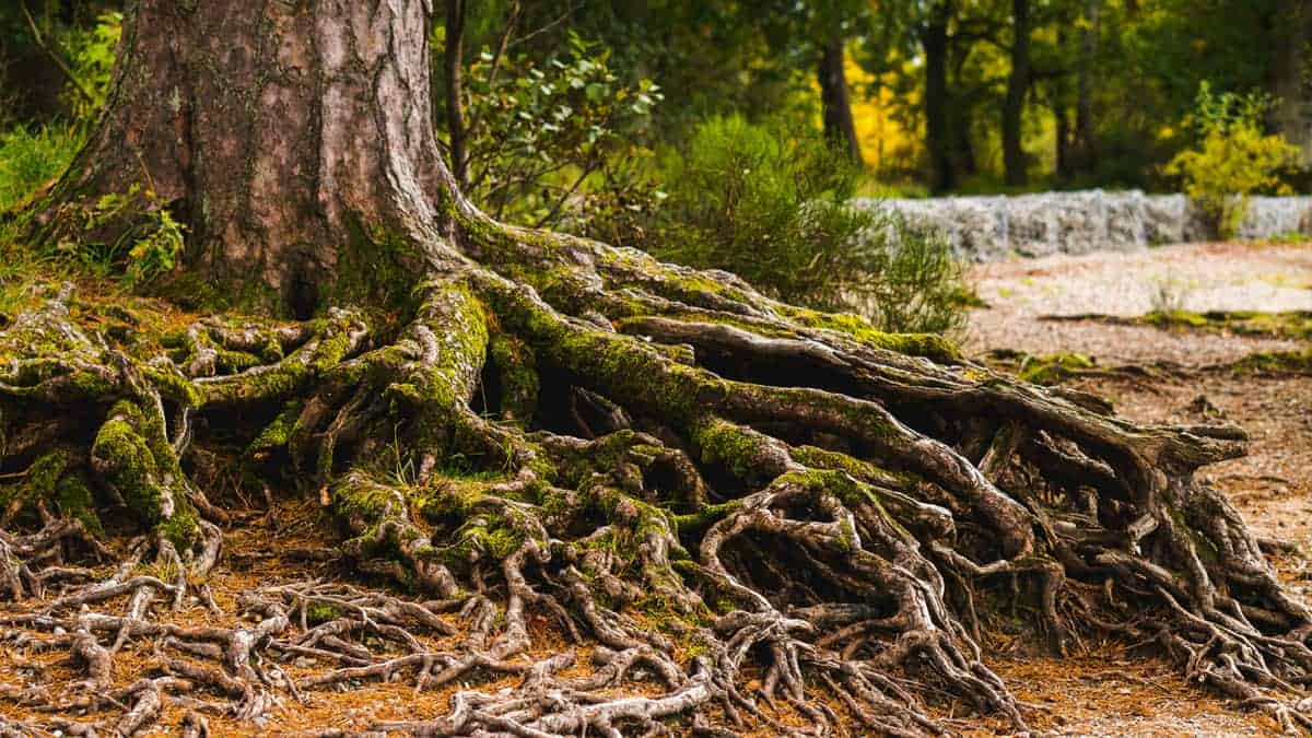 Family Gem, crea il tuo albero genealogico