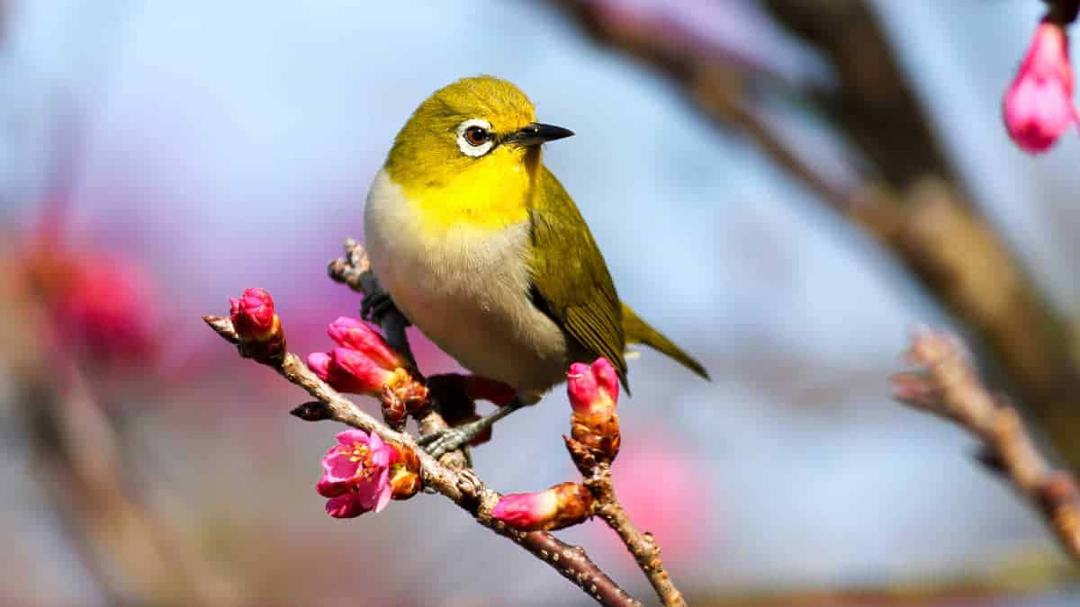 whoBIRD – Identifica il verso degli uccelli in tempo reale