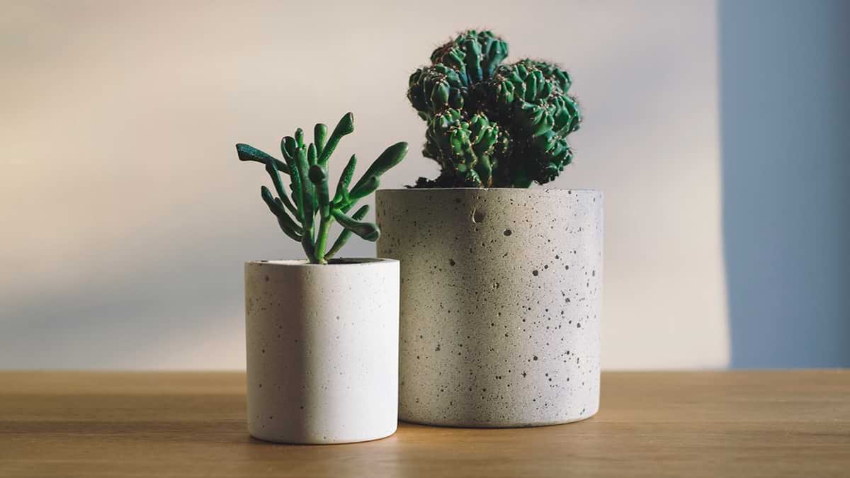 Florae, un’app per la gestione delle piante